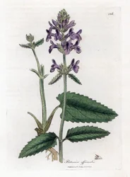 Epiary Officinale or Wood Betony, Stachys officinalis (Handcoloured copperplate engraving)