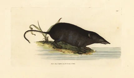 Eurasian Water Shrew, Neomys fodiens