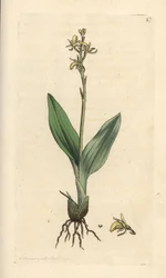 Fen orchid, Liparis loeselii