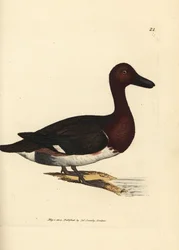 Ferruginous pochard, Aythya nyroca (Anas nyroca, olive-tufted duck). Handcoloured copperplate engraving by James Sowerby from The British Miscellany, or Coloured figures of new, rare, or little known animal subjects.