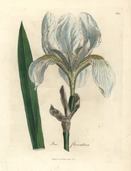 Florentine iris, Iris florentina