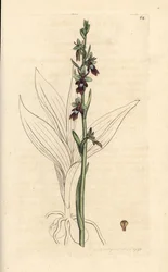 Fly Orchid, Ophrys Insectifera (Fly Orchis, Ophrys Muscifera)