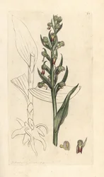 Frog Orchid, Dactylorhiza viridis (Frog Satyrion or Orchis, Satyrium viride). Handcoloured Copperplate Engraving after an Illustration by James Sowerby from James Smith