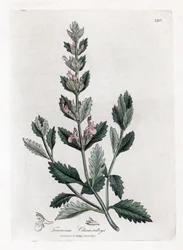 Germandree Petit Oak - Common Germander, Teucrium Chamaedrys