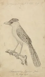 Giant Antshrike