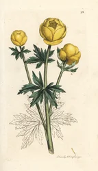 Globe Flower, Trollius europaeus (Handcoloured copperplate engraving)