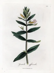 Gratiole Officinale or Hedge-hyssop, Gratiola officinalis (Handcoloured copperplate engraving)