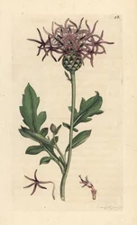 Greater Knapweed