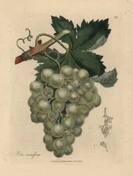 Green Grapes, Vine and Leaves