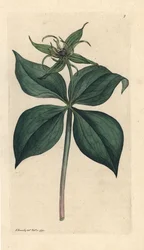 Herb Paris, Paris quadrifolia (Parisette à quatre feuilles) Handcoloured Copperplate Engraving after an Illustration by James Sowerby from James Smith