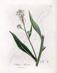 Horseradish or Cranson - Horseradish, Armoracia Rusticana