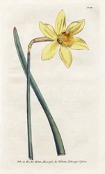 Incomparable Narcissus