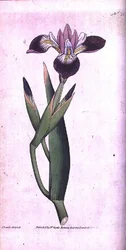 Iris Vericolour, plate 21 from William Curtis