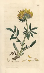 Kidney vetch or ladies finger, Anthyllis vulneraria