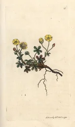 Large-flowered Potentilla, Potentilla grandiflora (Spring Cinquefoil, Potentilla verna) Handcoloured Copperplate Engraving after an Illustration by James Sowerby from James Smith