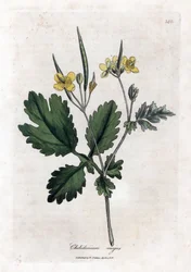 Large Chelidoine or Large Light - Greater Celandine, Chelidonium Majus