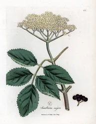 Large Elderberry or Black Elderberry - Common Black Elder Tree, Sambucus Nigra
