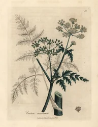 Leaves and flowers of hemlock, Conium maculatum
