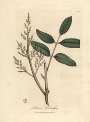 Leaves and flowers of the chian tree, Pistacia terebinthus