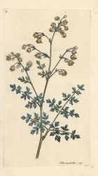Lesser Meadow Street, Thalictrum minus. Handcoloured Copperplate Engraving after an Illustration by James Sowerby from James Smith
