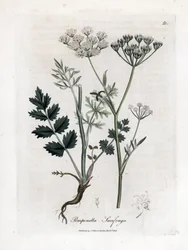 Locage saxifrage - Burnet saxifrage, Pimpinella saxifraga