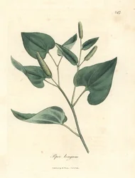 Long pepper, Piper longum