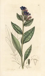 Lungwort, Pulmonaria officinalis (Pulmonary) Handcoloured Copperplate Engraving after an Illustration by James Sowerby from James Smith