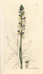 Man Orchid, Orchis anthropophora (Green Man Orchis, Ophrys anthropophora). Handcoloured Copperplate Engraving after an Illustration by James Sowerby from James Smith