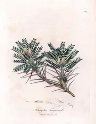 Marseille Astragalus or Mother