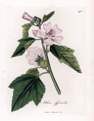 Marshmallow Officinale or Wild or White Purple Marshmallow, Althaea officinalis (Handcoloured copperplate engraving)