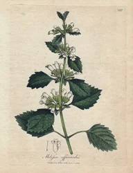 Melissa Officinalis