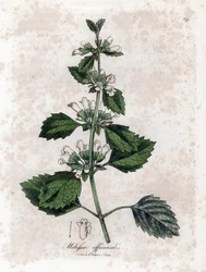 Melisse Officinale or Melisse Lemongrass - Common Balm, Melissa Officinalis