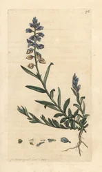 Milkwort, Polygala vulgaris