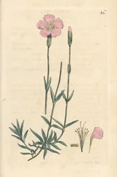 Mountain Pink, Dianthus Caesius