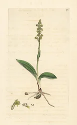 Musk Orchid