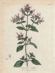 Oregano