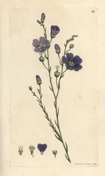 Perennial Flax, Linum Perenne (Linen Perace)