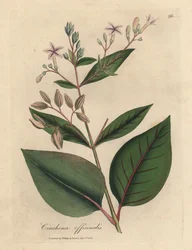 Pink flowered Peruvian bark tree, Cinchona officinalis