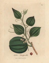 Pink flowered and berry of sarsaparilla smilax, Smilax sarsaparilla