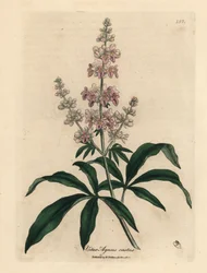 Pink flowered chaste tree, Vitex agnus castus