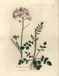 Pink Flowered Ladies Smock or Cuckoo-flower, Cardamine pratensis