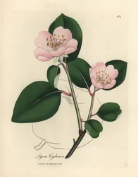 Pink Flowered Quince Tree, Pyrus cydonia
