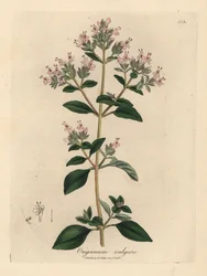 Pink flowered wild marjoram, Origanum vulgare