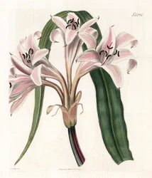 Pink Lily Variete - Pink Striped Trumpet Lily, Crinum latifolium