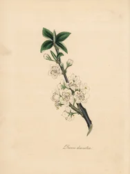 Plum tree - Common plum tree, Prunus domestica