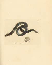 Polychaete worm, Phyllodoce lamelligera (Nereis lamelligera)
