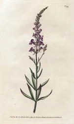 Purple Linar - Lithography by James Sowerby (1757-1822), from William Curtis