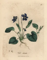 Purple flowered sweet violet, Viola odorata
