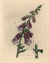 Purple foxglove, Digitalis purpurea