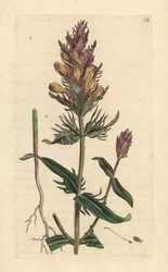 Purple or Field Cowwheat, Melampyrum arvense